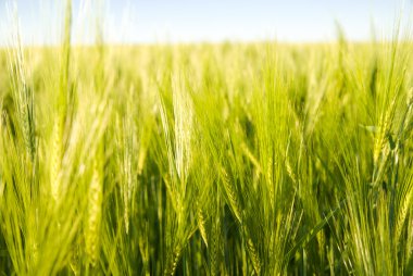 Tarlada yetişen buğday kulakları