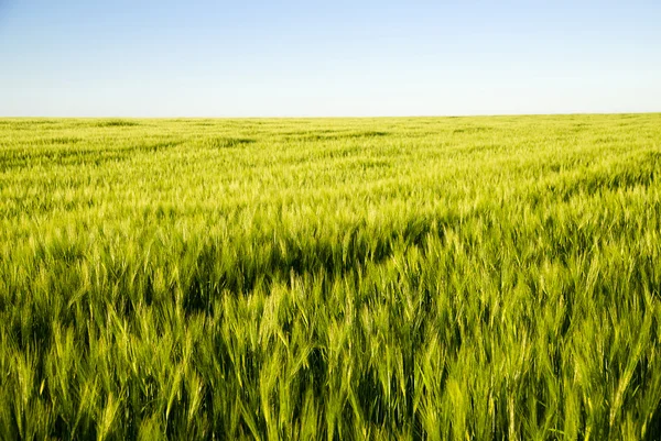 Orelhas de trigo crescendo no campo — Fotografia de Stock