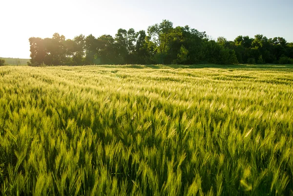 Orelhas de trigo crescendo no campo — Fotografia de Stock