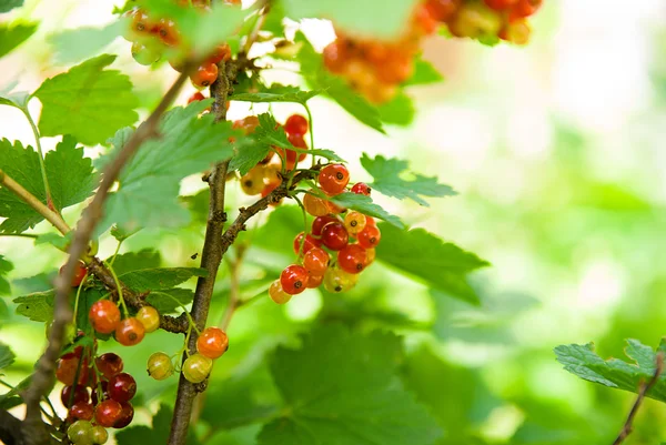 Currant berries grow on the branches of a bush — Stock Photo, Image