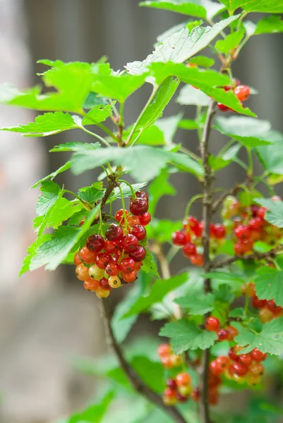 Currant berries grow on the branches of a bush — Stock Photo, Image