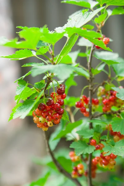 Les baies de groseille poussent sur les branches d'un buisson — Photo