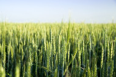 Tarlada yetişen buğday kulakları