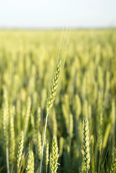 Oren van tarwe die op het veld groeien — Stockfoto