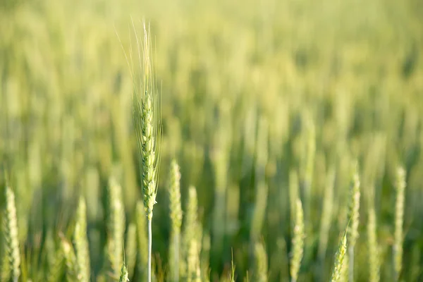 Orelha de trigo crescendo no campo — Fotografia de Stock