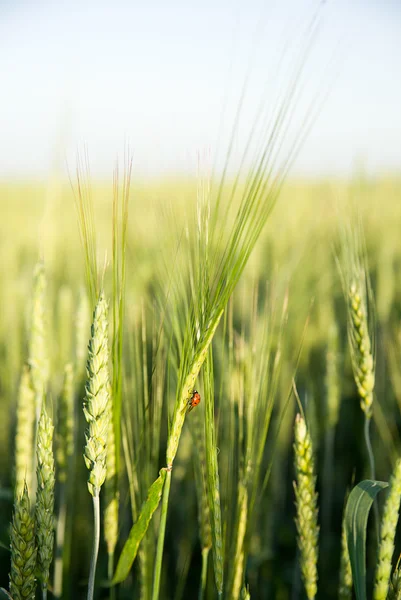 Orelha de trigo crescendo no campo — Fotografia de Stock