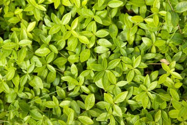 Bahçedeki süs çim çimen