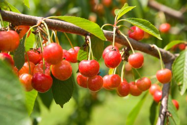 Yeşil yapraklar arasında bir ağaçta büyüyen Olgun Kiraz.
