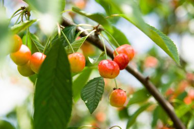 Yeşil yapraklar arasında bir ağaçta büyüyen Olgun Kiraz.