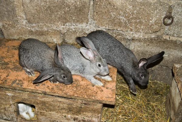 O coelho está no barracão na fazenda — Fotografia de Stock