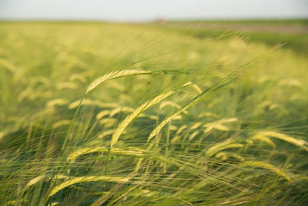 Orelhas de trigo crescendo no campo — Fotografia de Stock