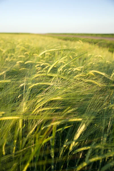 Orelhas de trigo crescendo no campo — Fotografia de Stock