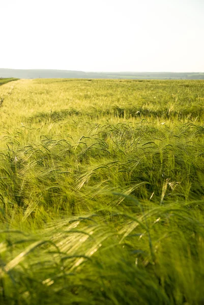Orejas de trigo creciendo en el campo — Foto de Stock