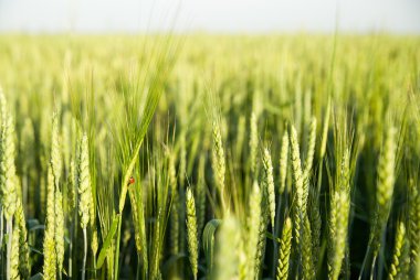Tarlada yetişen buğday kulakları