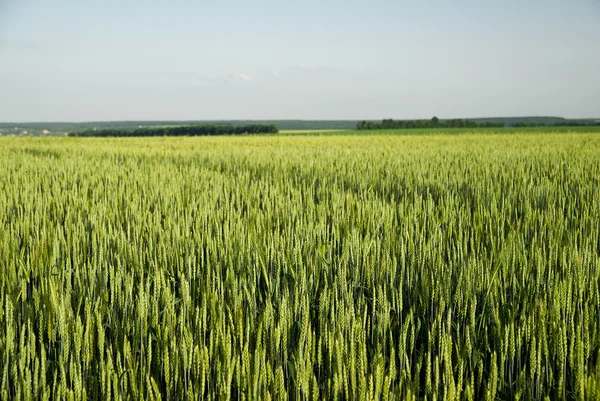 Orelhas de trigo crescendo no campo — Fotografia de Stock