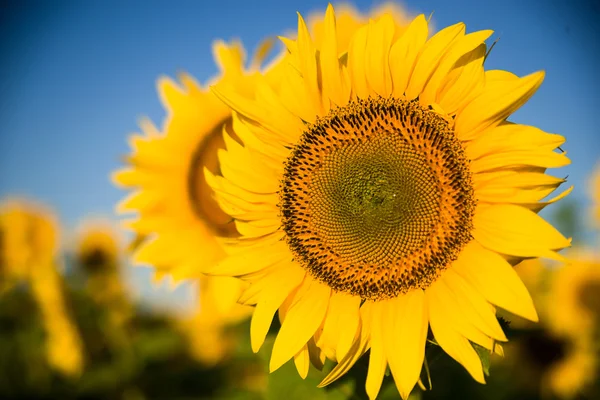 Zonnebloem groeit in een veld bij zonnig weer. — Stockfoto