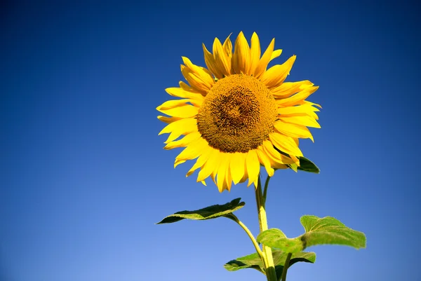 Zonnebloem groeit in een veld bij zonnig weer. — Stockfoto