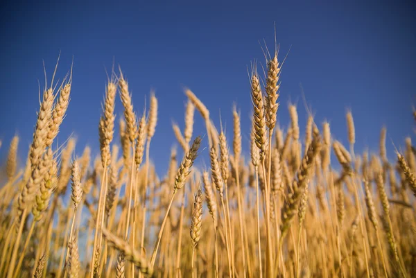 Orelhas de trigo crescendo no campo — Fotografia de Stock