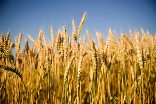 Orelhas de trigo crescendo no campo — Fotografia de Stock