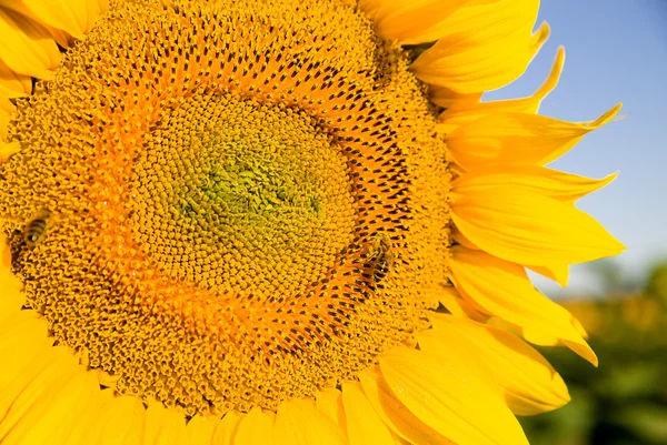 Zonnebloem groeit in een veld bij zonnig weer. — Stockfoto