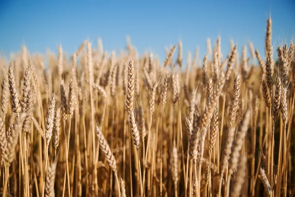 Orelhas de trigo crescendo no campo — Fotografia de Stock