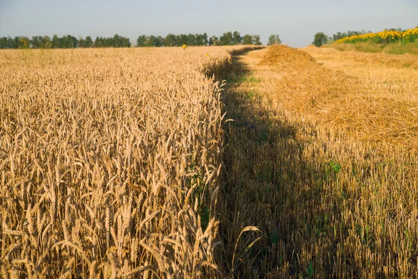 Orejas de trigo creciendo en el campo — Foto de Stock