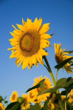 Ayçiçeği bir alanda güneşli havalarda büyür..