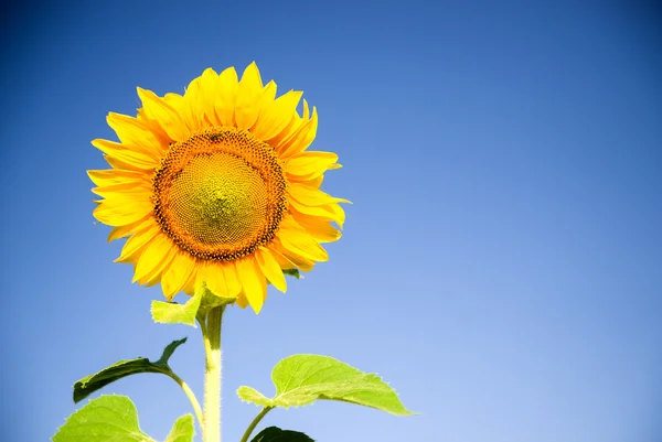 Zonnebloem groeit in een veld bij zonnig weer. — Stockfoto