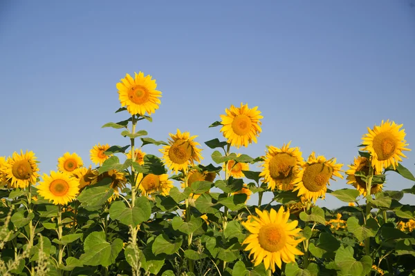 Słoneczniki rośnie w polu przy słonecznej pogodzie. — Zdjęcie stockowe