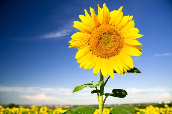 Zonnebloem groeit in een veld bij zonnig weer. — Stockfoto