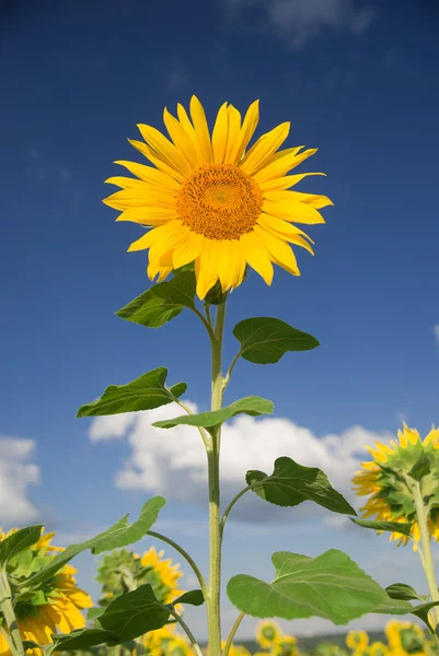 Zonnebloem groeit in een veld bij zonnig weer. — Stockfoto