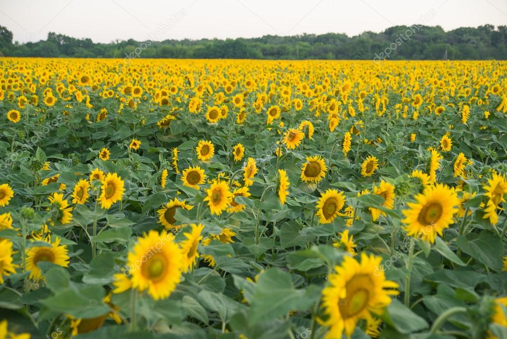 Sunflowers grows in a field in Sunny weather. — Stock Photo © ggggg8101