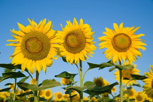 Zonnebloemen groeit in een veld bij zonnig weer. — Stockfoto