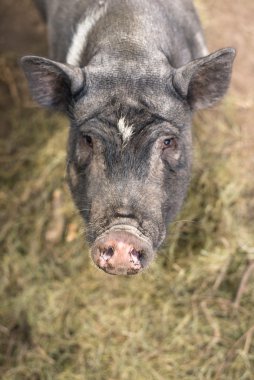 Çiftlikte büyük bir domuz burnu