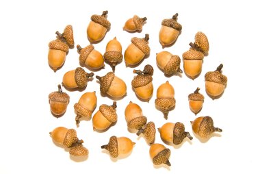 Birçok beyaz üzerinde üzerinde kuru meşe palamutları