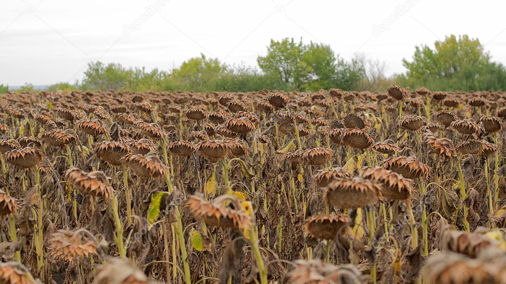 A dried sunflower on a field in autumn