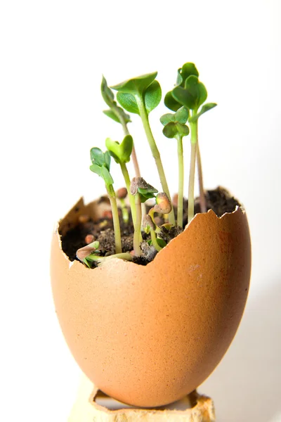 The plant grows from the ground on a white background Stock Picture