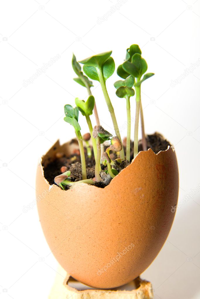 The plant grows from the ground on a white background
