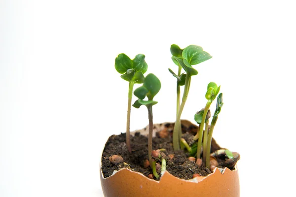 La planta crece desde el suelo sobre un fondo blanco —  Fotos de Stock