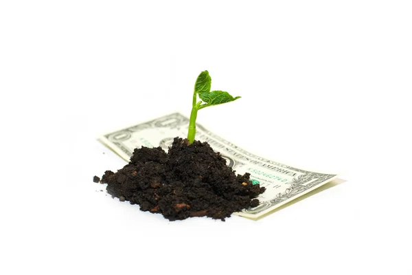 The plant grows from a pile of soil and banknote on a white back — Stock Photo, Image