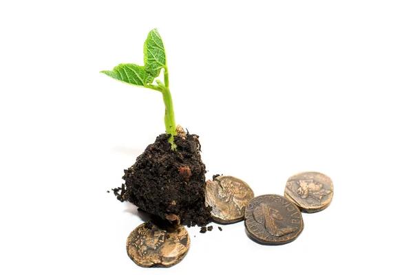 The plant grows from a pile of soil and coins on a white backgro — Stock Photo, Image