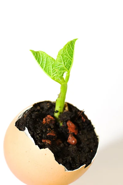 The plant grows from the ground on a white background — Stock Photo, Image