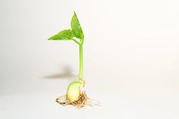 Plants are rooted on a white background — Stock Photo, Image