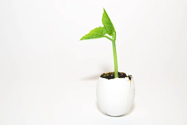 The green  plant grows from the soil, sprinkling in the egg on a — Stock Photo, Image