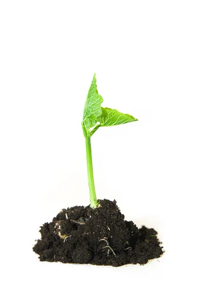 La planta crece desde el suelo sobre un fondo blanco — Foto de Stock