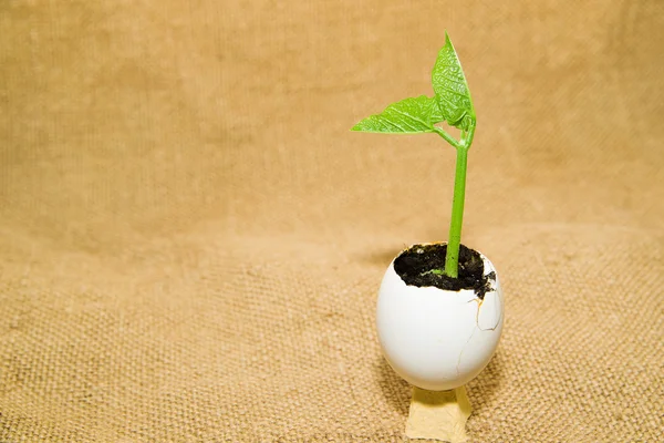The green  plant grows from the soil, sprinkling in the egg on o — Stock Photo, Image