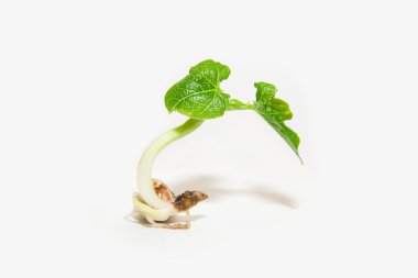 Beyaz bir arka plan köklerine litlle yeşil bitkiler vardır