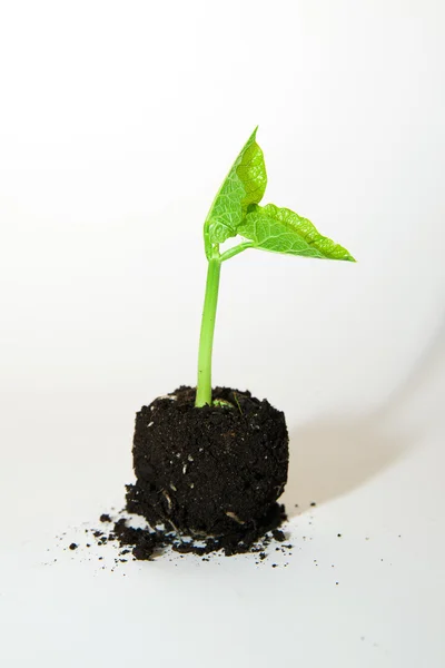 The plants grows from a pile of soil on a white background — Stock Photo, Image