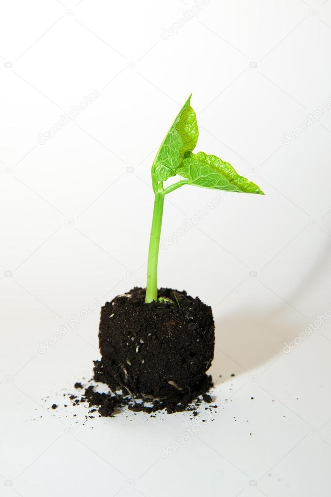 The plants grows from a pile of soil on a white background