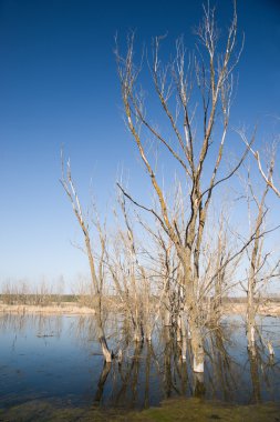 Yaşlı ağaçların blu karşı bahar Nehri kıyısında